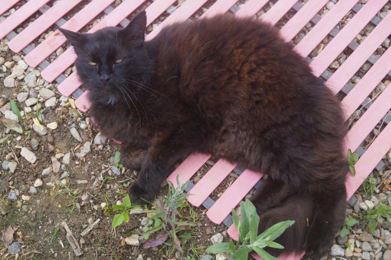 Hier ist ein Bild von einer Katze, die schläfrig in der Sonne liegt