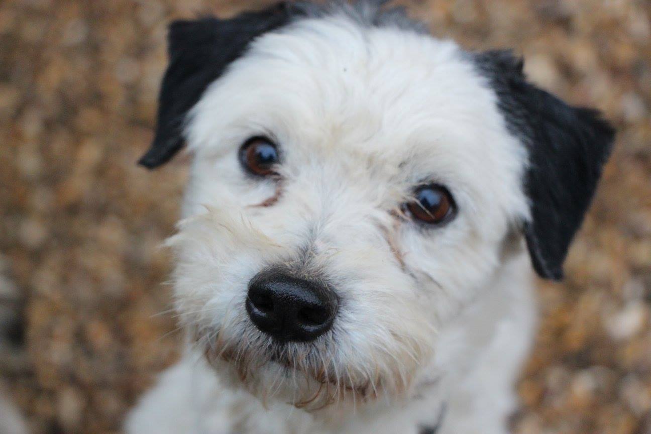 Das ist Golfo, ein Tier welches in der Tierschutzstiftung nun lebt